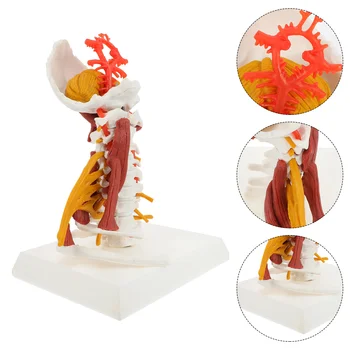 Anatomia Coloanei Vertebrale Cervicale Model Uman Vertebre Cervicale Musculare Nervoase Modelul Medical