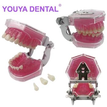 Dentare Model de Practică Typodont Dinți Model de Gumă Moale pentru Formarea de medic dentist Dinții Maxilarului Modele Dentist Studierea Predare Dinți Model