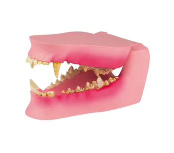 Material PVC Anatomie Veterinară Medicină Câine Dinte de Câine Bolnav Cavitatea Dintelui Dintele Model YA-A5006