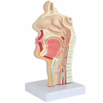 Modelul Nazale Anatomie Anatomice Cap De Om Gât, Nas Medicale De Predare Cavitatea Studiu Științific Orală Jumătate Faringelui Secțiunea Mod